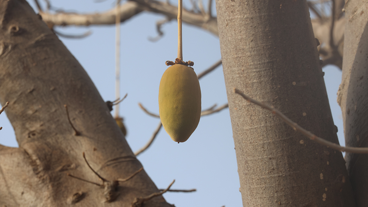 Vrucht van Baobab